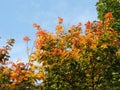 Acer henryi Pax in the fall