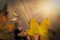 Maple and koelreuteria paniculata leaves, acer seeds,horse chest