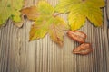 Maple and koelreuteria paniculata leaves on wooden background