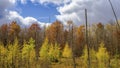 Maple and larch, autumn