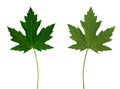 Maple Leaf 1 (Front and Back) Royalty Free Stock Photo