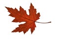 Maple Leaf Royalty Free Stock Photo