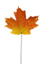 Maple Leaf