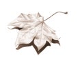 Maple leaf Royalty Free Stock Photo