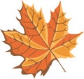 Maple leaf Royalty Free Stock Photo