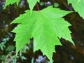 Maple Leaf Royalty Free Stock Photo
