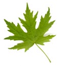 Maple Leaf