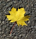 Maple leaf Royalty Free Stock Photo