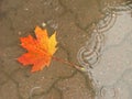 Maple leaf Royalty Free Stock Photo