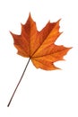Maple leaf Royalty Free Stock Photo