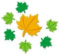 Maple leaf Royalty Free Stock Photo