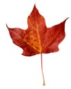 Maple Leaf Royalty Free Stock Photo