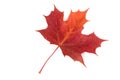 Maple Leaf