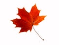 Maple leaf Royalty Free Stock Photo