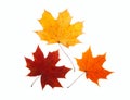 Maple leaf Royalty Free Stock Photo