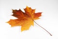 Maple leaf Royalty Free Stock Photo