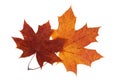 Maple leaf Royalty Free Stock Photo
