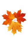 Maple leaf Royalty Free Stock Photo