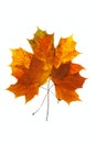 Maple leaf Royalty Free Stock Photo