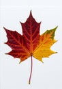 Maple leaf (Acer spp.) displaying autumn colors on a white background. The leaf exhibits a gradient Royalty Free Stock Photo