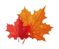 Maple Leaf as Thanksgiving Feast Symbol Vector Illustration
