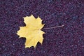 Maple leaf on asphalt