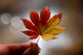 Maple leaf, autumn Royalty Free Stock Photo