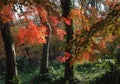 Maple leaf in Autumn