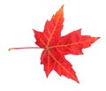 Maple leaf in autumn, Acer platanoides