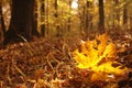 Maple leaf in autumn forest