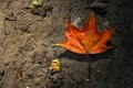 Maple leaf in autumn on the ground, back lit by sun Royalty Free Stock Photo