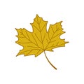 Maple leaf autumn icon vector illustration on white background