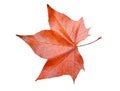 Maple leaf in autumn , Isolated on white background Royalty Free Stock Photo