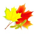 Maple leaf. Autumn maple leaf isolated on a white background. Vector illustration Royalty Free Stock Photo