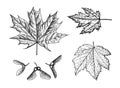Maple leaf. Autumn leaves in a sketch style. Vector illustration isolated on white background. Vintage hand drawn Royalty Free Stock Photo