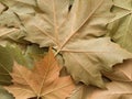 Maple leaf background Royalty Free Stock Photo