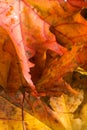 Maple leaf background Royalty Free Stock Photo
