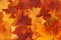 Maple leaf background Royalty Free Stock Photo