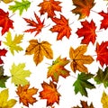 Maple leaf background. Season leaves seamless pattern background. Autumn yellow red, orange leaf isolated on white. Colorful maple Royalty Free Stock Photo