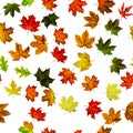 Maple leaf background. Season leaves seamless pattern background. Autumn yellow red, orange leaf isolated on white. Colorful maple Royalty Free Stock Photo