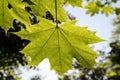 Maple Leaf in Backlight Royalty Free Stock Photo