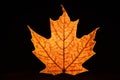 Maple leaf backlit on black background