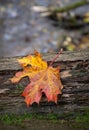 maple leaf on the bark of a tree. Autumn background Royalty Free Stock Photo