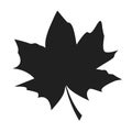 Maple Leaf Black Silhouette Autumn Fallen Object Royalty Free Stock Photo