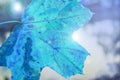 Maple leaf blue shade close-up, against the night dark mysterious color Royalty Free Stock Photo