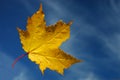 Maple leaf with blue sky