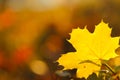 maple leaf on blurred autumn forest background in bright sunlight. Autumn natural plant background in warm tones.Autumn