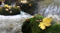 Maple leaf on boulder covered by moss - detail