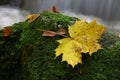 Maple leaf on boulder covered with moss Royalty Free Stock Photo