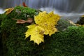 Maple leaf on boulder covered with moss Royalty Free Stock Photo